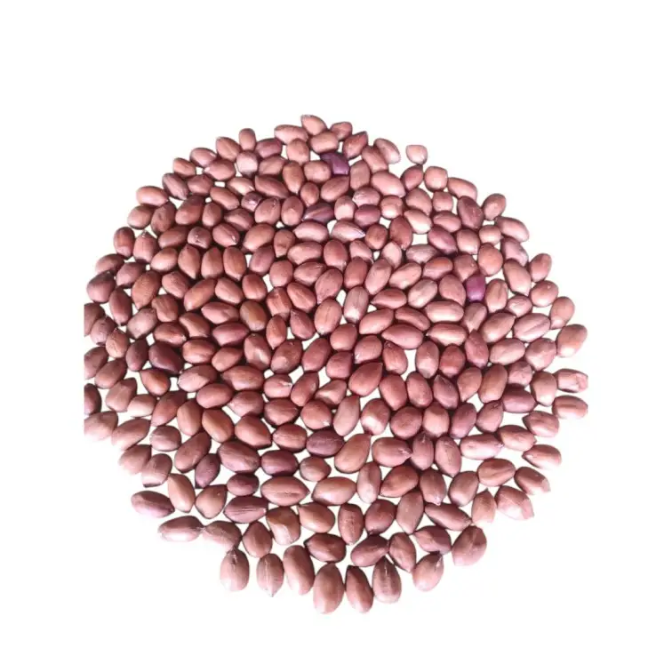 পাবনার চরাঞ্চলের প্রিমিয়াম কাঁচা চিনাবাদাম