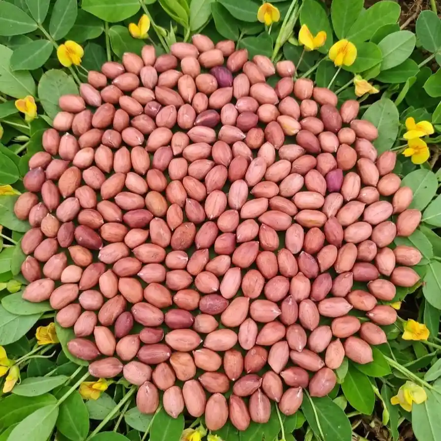পাবনার চরাঞ্চলের প্রিমিয়াম কাঁচা চিনাবাদাম hover